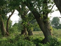 Quercus robur 36, Zomereik, Saxifraga-Hans Boll