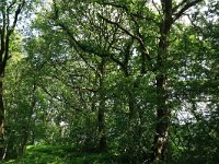 Quercus robur 41, Zomereik, Saxifraga-Hans Boll