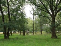 Quercus robur 66, Zomereik, Saxifraga-Hans Boll