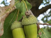 Acorns of Common oak (Quercus robur)  Acorns of Common oak (Quercus robur) : acorn, acorns, autumn, branch, Common oak, English oak, European oak, fall, flora, floral, fruits, leaves, many, many leaf, natural, nature, oak, oak nut, oak nuts, pedunculate oak, plant, Quercus robur, seed, seeds, tree, twig, vascular plant