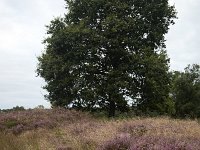 Solitary Common Oak (Quercus robur) on heathland, Groote Zand, Midden-Drenthe, Netherlands  Solitary Common Oak (Quercus robur) on heathland, Groote Zand, Midden-Drenthe, Netherlands : oak, common oak, oak tree, Quercus robur, heather, nature reserve, Groote Zand, Midden-Drenthe, Havelte, Drenthe, Netherlands, Europe, european, Dutch, nature, natural, rural landscape, tree, heathland, season, summer, summertime, rural, rural scene, non-urban scene, outside, outdoor, outdoors, no people, nobody, heath, solitary