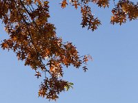 Quercus rubra 12, Amerikaanse eik, Saxifraga-Roel Meijer  Autumn leaves of Northerns Red Oak (Quercus rubra) on blue sky : autumn, autumnal, change, fall, flora, floral, growth, leaf, leaves, natural, nature, Quercus, red oak, blue sky, quercus rubra, red, tree