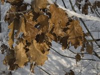 Quercus rubra 3, Amerikaanse eik, Saxifraga-Jan van der Straaten