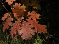 Quercus rubra 5, Amerikaanse eik, Saxifraga-Jan van der Straaten