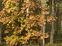 Quercus rubra 6, Amerikaanse eik, Saxifraga-Jan van der Straaten