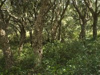 Quercus suber 16, Kurkeik, Saxifraga-Willem van Kruijsbergen