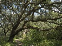 Quercus suber 18, Kurkeik, Saxifraga-Willem van Kruijsbergen