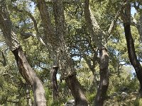 Quercus suber 36, Kurkeik, Saxifraga-Jan van der Straaten