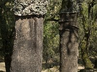 Quercus suber 38, Kurkeik, Saxifraga-Jan van der Straaten