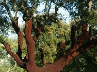 Quercus suber 42, Kurkeik, Saxifraga-Dirk Hilbers