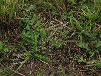 Radiola linoides 12, Dwergvlas, Saxifraga-Hans Boll