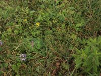 Radiola linoides 16, Dwergvlas, Saxifraga-Hans Boll