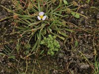 Radiola linoides 17, Dwergvlas, Saxifraga-Hans Boll