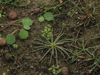 Radiola linoides 19, Dwergvlas, Saxifraga-Hans Boll