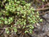 Radiola linoides 27, Dwergvlas, Saxifraga-Rutger Barendse