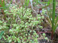 Radiola linoides 28, Dwergvlas, Saxifraga-Rutger Barendse