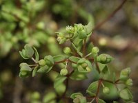 Radiola linoides 29, Dwergvlas, Saxifraga-Rutger Barendse