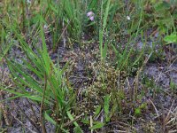 Radiola linoides 39, Dwergvlas, Saxifraga-Hans Boll