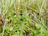 Radiola linoides 48, Dwergvlas, Saxifraga-Rutger Barendse