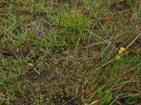 Radiola linoides 8, Dwergvlas, Saxifraga-Hans Boll