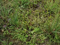 Radiola linoides 9, Dwergvlas, Saxifraga-Hans Boll