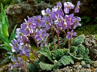 Ramonda myconi 2, Saxifraga-Willem van Kruijsbergen