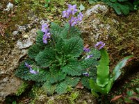 Ramonda myconi 3, Saxifraga-Willem van Kruijsbergen