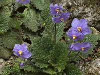 Ramonda myconi 4, Saxifraga-Willem van Kruijsbergen