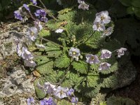 Ramonda myconi 5, Saxifraga-Willem van Kruijsbergen