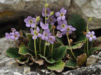 Ramonda serbica 4, Saxifraga-Harry Jans