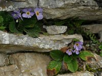 Ramonda serbica 5, Saxifraga-Harry Jans