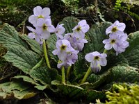 Ramonda serbica 6, Saxifraga-Harry Jans