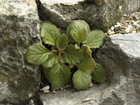 Ramonda serbica 7, Saxifraga-Willem van Kruijsbergen