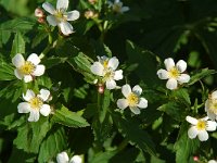 Ranunculus aconitifolius 10, Saxifraga-Willem van Kruijsbergen