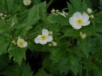 Ranunculus aconitifolius 12, Saxifraga-Willem van Kruijsbergen