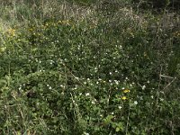 Ranunculus aconitifolius 19, Saxifraga-Willem van Kruijsbergen