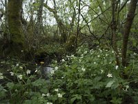 Ranunculus aconitifolius 23, Saxifraga-Willem van Kruijsbergen