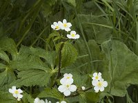 Ranunculus aconitifolius 3, Saxifraga-Marijke Verhagen