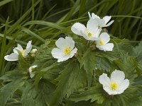 Ranunculus aconitifolius 4, Saxifraga-Marijke Verhagen