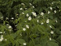 Ranunculus aconitifolius 5, Saxifraga-Jan van der Straaten