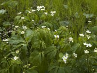 Ranunculus aconitifolius 6, Saxifraga-Marijke Verhagen