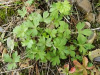 Ranunculus acris 17, Scherpe boterbloem, Saxifraga-Rutger Barendse