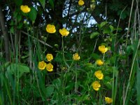 Ranunculus acris 29, Scherpe boterbloem, Saxifraga-Ed Stikvoort