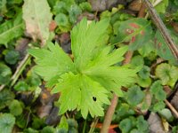 Ranunculus acris 32, Scherpe boterbloem, Saxifraga-Rutger Barendse