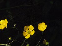 Ranunculus acris 35, Scherpe boterbloem, Saxifraga-Jan van der Straaten