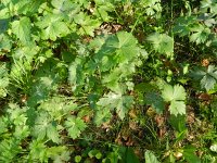 Ranunculus acris ssp friesianus 20, Saxifraga-Rutger Barendse