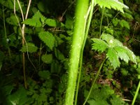 Ranunculus acris ssp friesianus 23, Saxifraga-Rutger Barendse