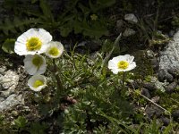 Ranunculus alpestris 11, Saxifraga-Willem van Kruijsbergen