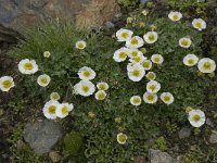 Ranunculus alpestris 13, Saxifraga-Willem van Kruijsbergen