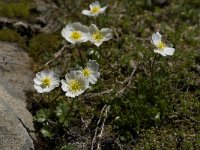 Ranunculus alpestris 15, Saxifraga-Willem van Kruijsbergen